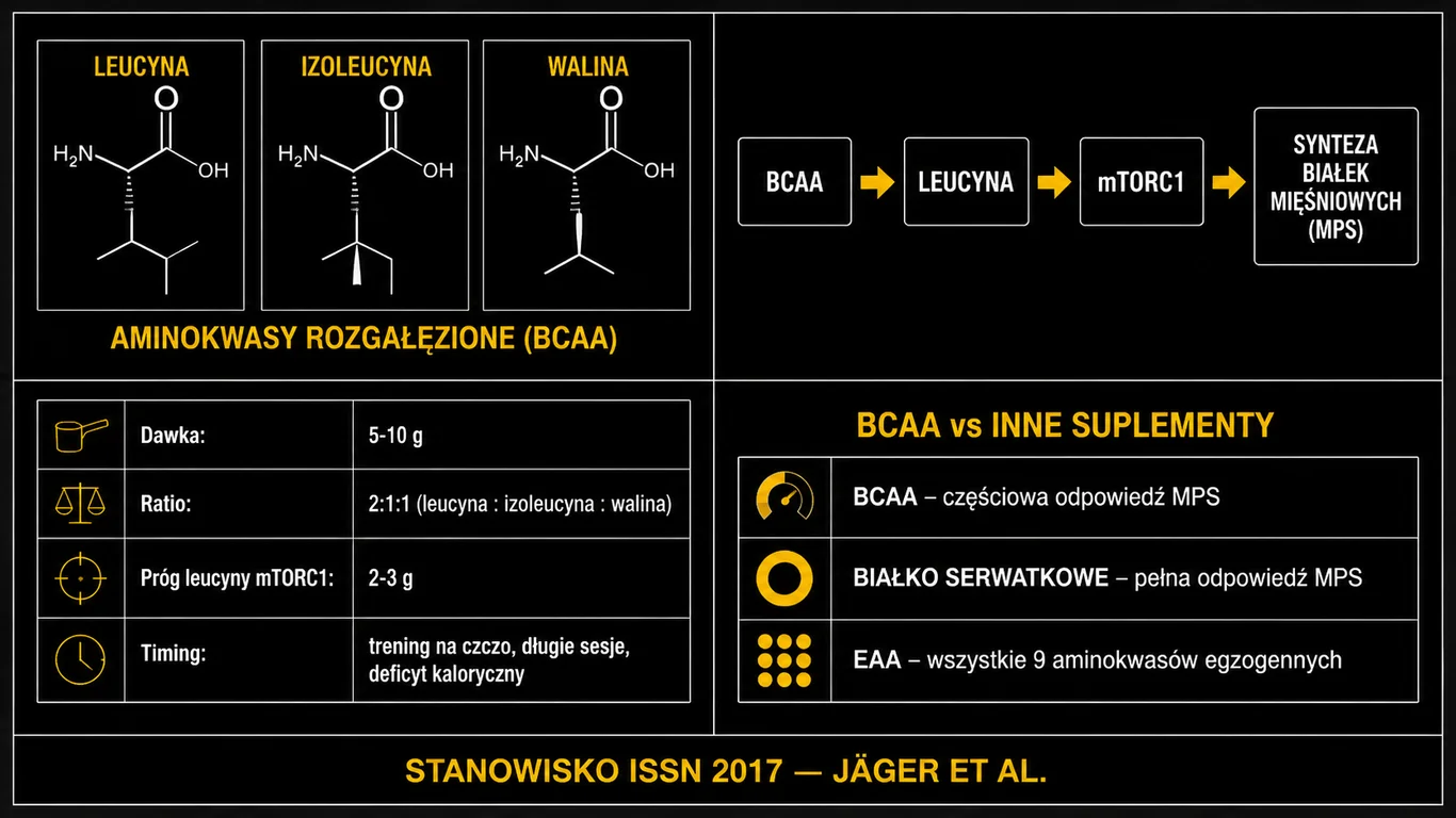 Infografika: BCAA – aminokwasy rozgałęzione, struktura molekularna leucyny, izoleucyny i waliny, szlak mTORC1 odpowiedzialny za syntezę białek mięśniowych, tabela dawkowania i porównanie z białkiem serwatkowym oraz EAA