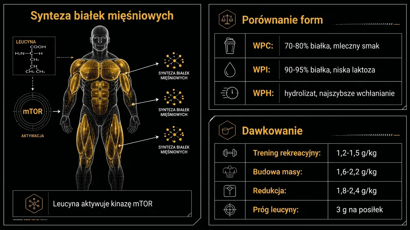 Infografika: Białko serwatkowe – synteza białek mięśniowych, formy WPC/WPI/WPH i protokół dawkowania