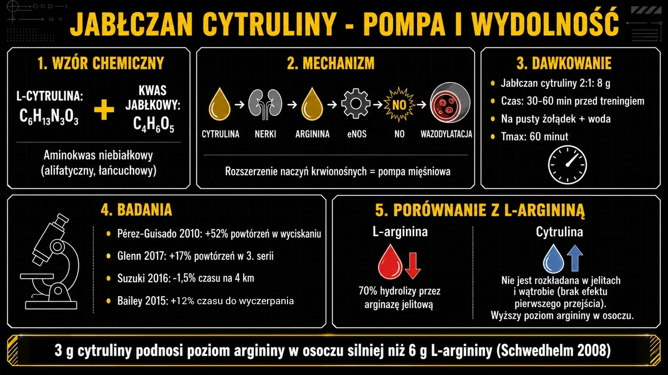 Infografika jabłczan cytruliny – dawkowanie, mechanizm NO, badania Pérez-Guisado i Glenn, porównanie z L-argininą