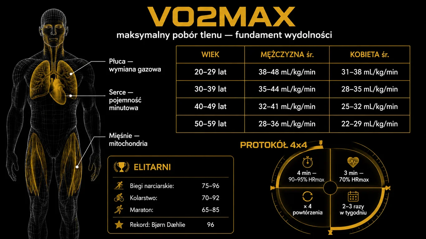 Infografika: VO2max — anatomia kaskady tlenowej, normy dla wieku i płci, protokół 4×4