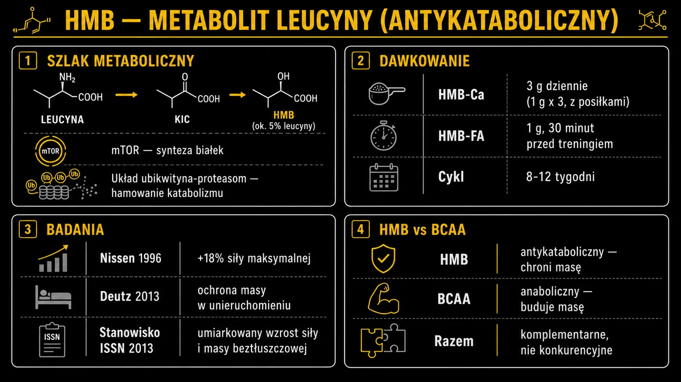 Infografika HMB beta-hydroksy-beta-metylomaślan – mechanizm mTOR i ubikwityna-proteasom, dawkowanie 3 g, badania Nissen Wilson Slater, porównanie z BCAA i kreatyną