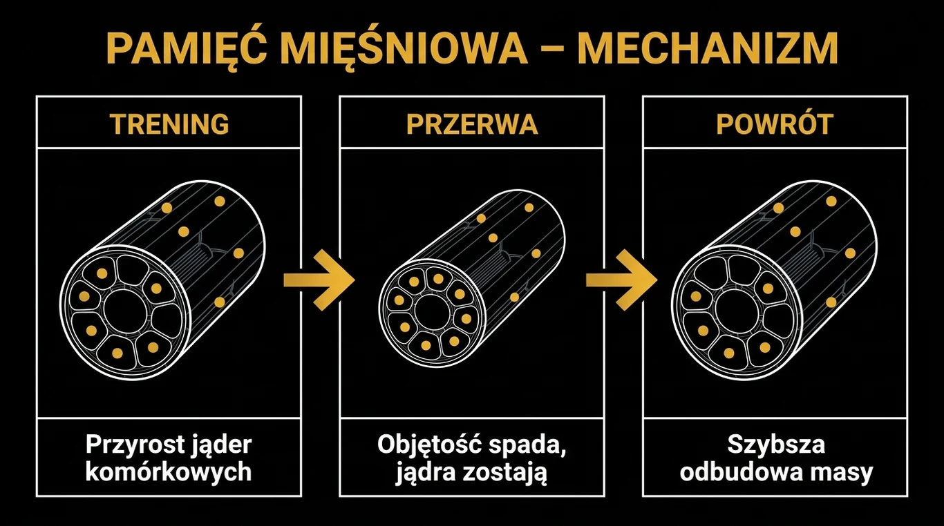 Infografika w trzech panelach pokazująca przekrój włókna mięśniowego – po treningu z sześcioma jądrami komórkowymi, po przerwie z tą samą liczbą jąder przy mniejszej objętości i po powrocie do treningu