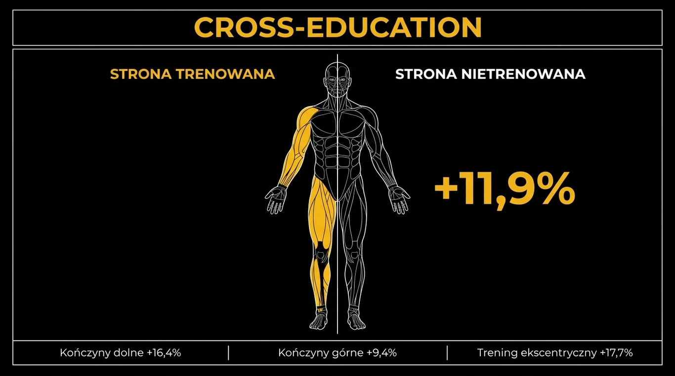 Infografika zjawiska edukacji skrzyżowanej – sylwetka anatomiczna z podświetloną na złoto stroną trenowaną i przyrostem 11,9 procent po stronie nietrenowanej, poniżej wyniki dla kończyn dolnych, górnych i treningu ekscentrycznego