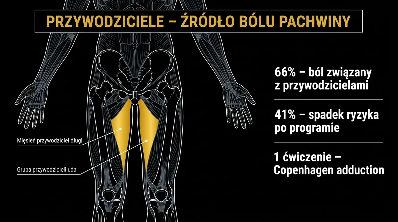 Infografika anatomiczna z podświetloną na złoto grupą przywodzicieli uda, obok trzy dane: 66 procent bólów pachwiny związanych z przywodzicielami, 41 procent spadku ryzyka po programie i jedno ćwiczenie – Copenhagen adduction
